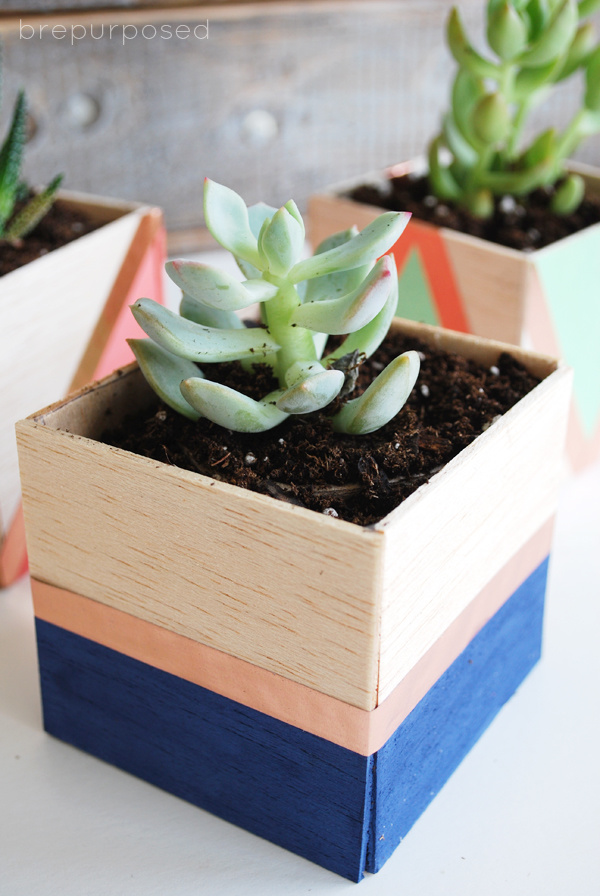 DIY Succulent Planters with Balsa Wood