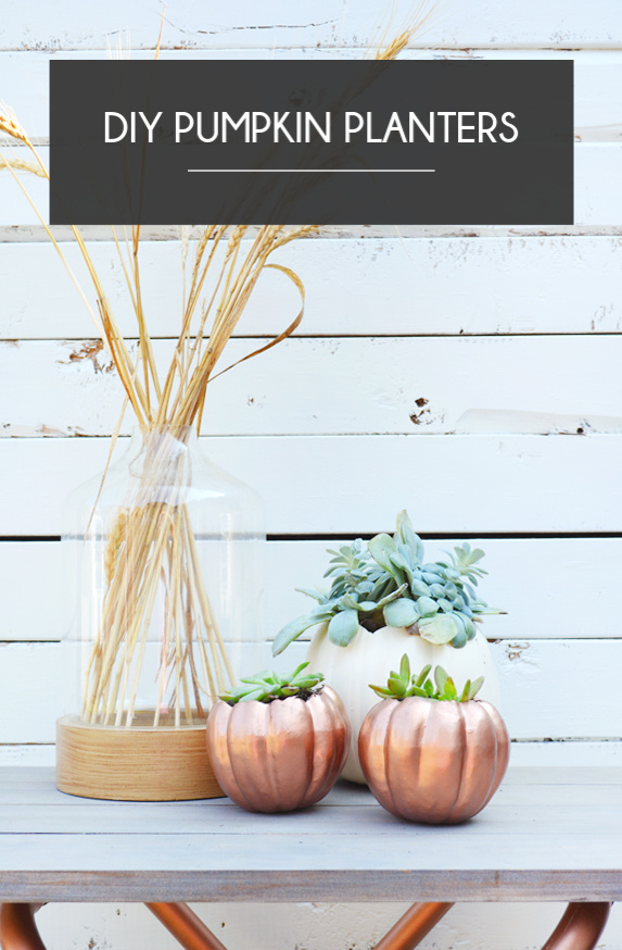 Add succulents in pumpkins to create planters for fall