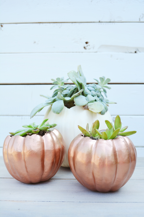 Use copper and white pumpkins to make planters